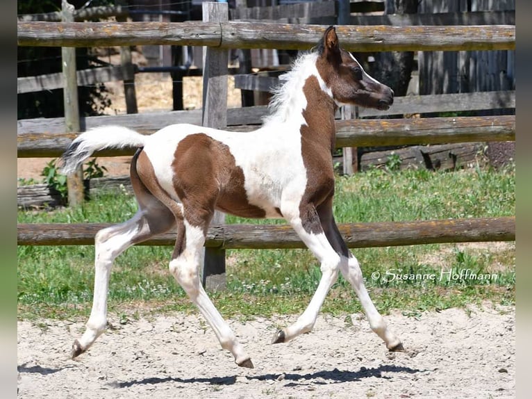 Partbred árabe Semental 1 año 153 cm Tovero-todas las-capas in Mörsdorf