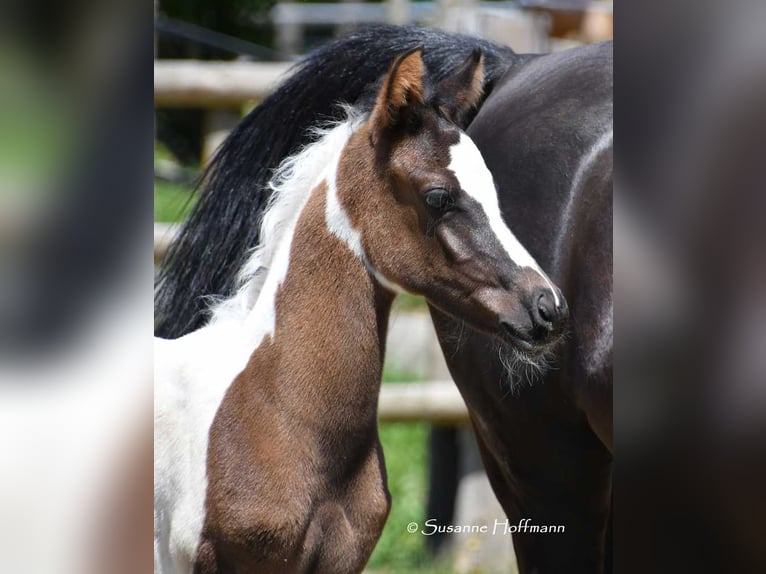 Partbred árabe Semental 1 año 153 cm Tovero-todas las-capas in Mörsdorf