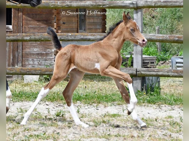 Partbred árabe Semental 1 año 155 cm Champán in Mörsdorf