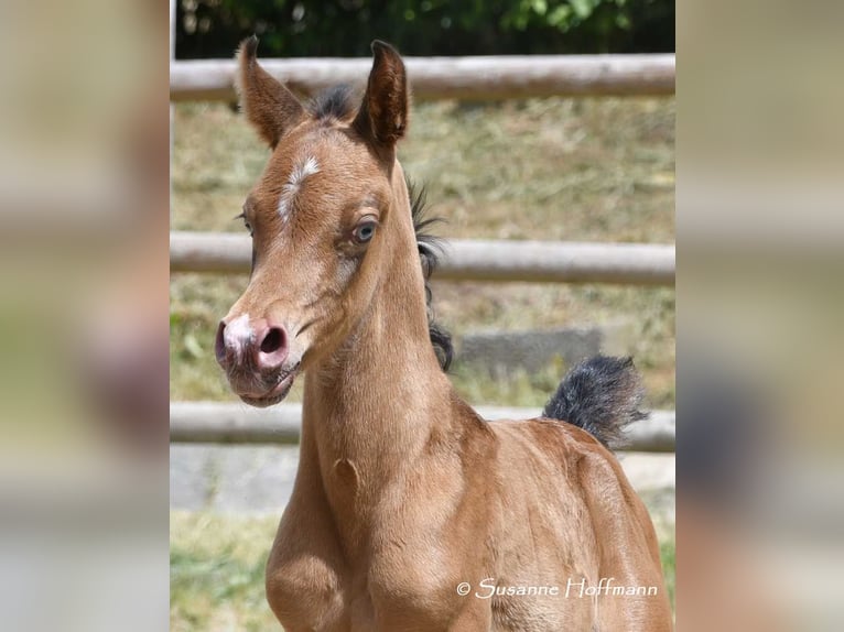 Partbred árabe Semental 1 año 155 cm Champán in Mörsdorf