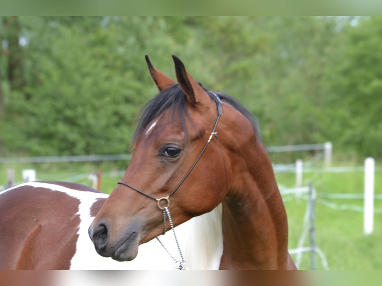Partbred árabe Semental 1 año 155 cm Pío in Steinheim