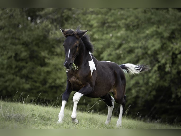 Partbred árabe Semental 1 año 155 cm Tobiano-todas las-capas in Banská Bystrica