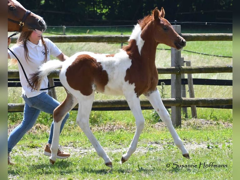 Partbred árabe Semental 1 año 156 cm Tobiano-todas las-capas in Gödenroth