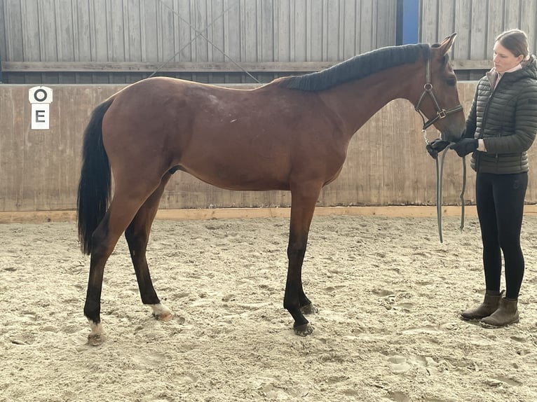 Partbred árabe Semental 1 año 165 cm Castaño in Bad Oldesloe