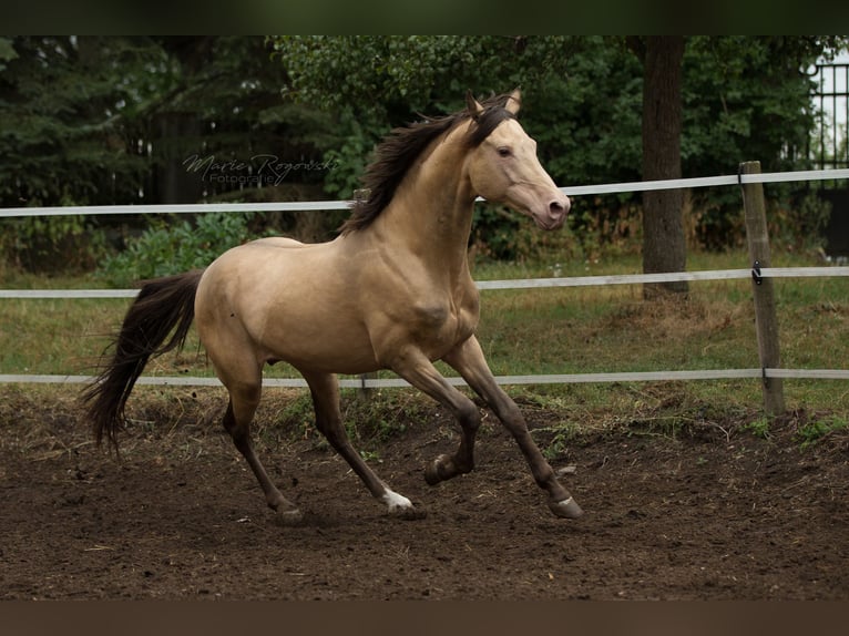 Partbred árabe Semental 21 años 148 cm Champán in Beaumont-Pied-de-Bœuf