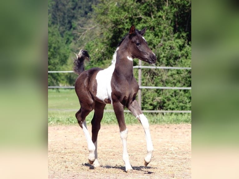 Partbred árabe Semental 23 años 156 cm Buckskin/Bayo in Kraichtal