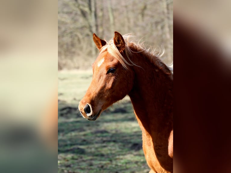 Partbred árabe Semental 2 años 152 cm Alazán in Löwenberger Land