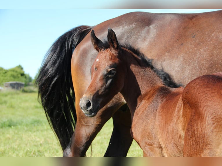 Partbred árabe Semental 2 años 154 cm  in Blankenhain