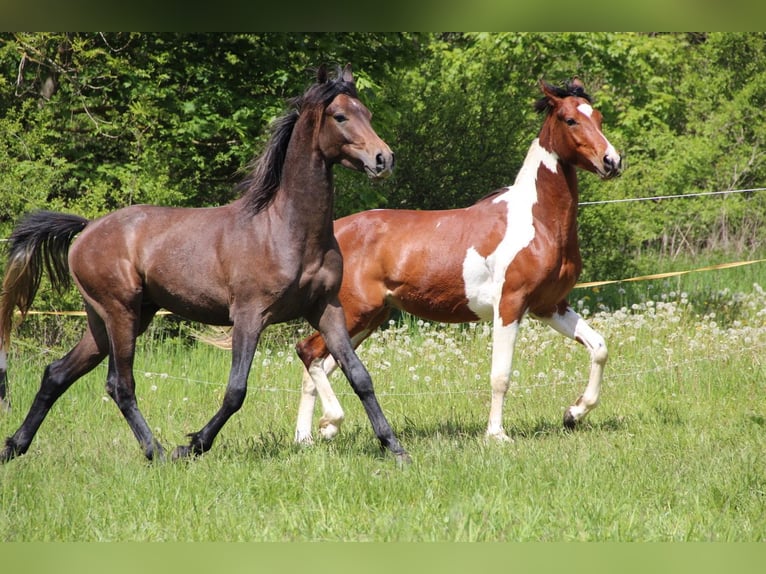 Partbred árabe Semental 2 años 154 cm  in Blankenhain