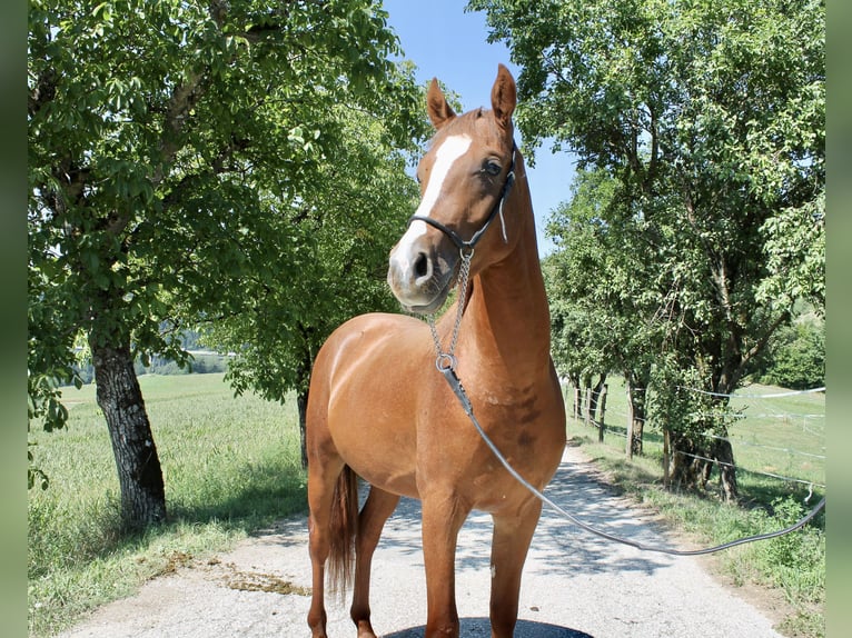 Partbred árabe Semental 2 años 155 cm Alazán in St. Paul im Lavanttal