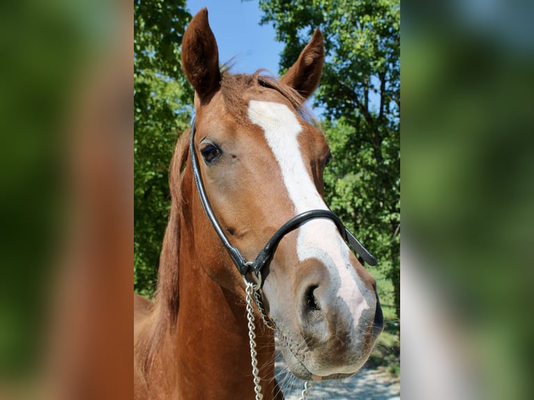 Partbred árabe Semental 2 años 155 cm Alazán in St. Paul im Lavanttal