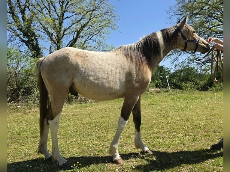 Partbred árabe Semental 2 años 155 cm Tobiano-todas las-capas in Badefols-sur-Dordogne