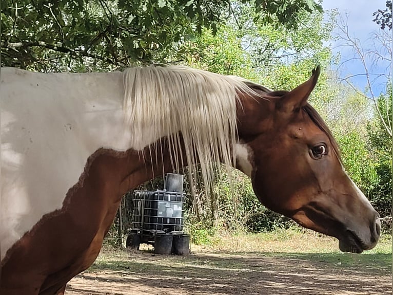 Partbred árabe Semental 3 años 150 cm Tobiano-todas las-capas in Rousson