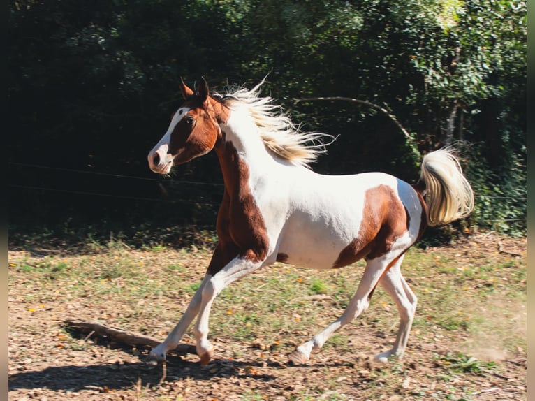 Partbred árabe Semental 3 años 150 cm Tobiano-todas las-capas in Rousson