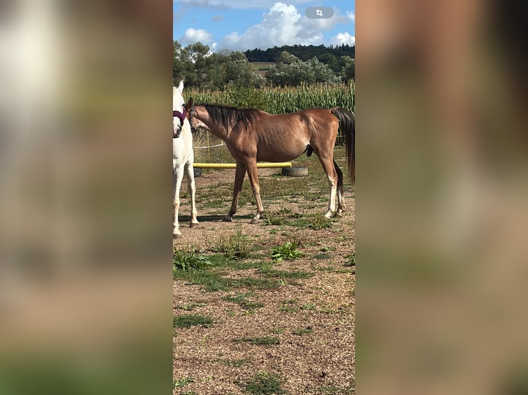 Partbred árabe Semental 4 años 147 cm Ruano alazán in Rotenburg an der Fulda