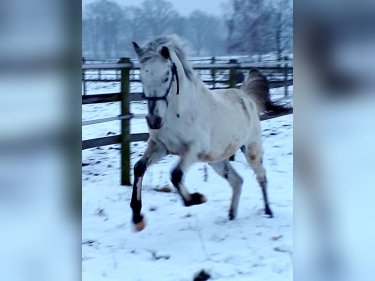 Partbred árabe Semental 5 años 152 cm Atigrado/Moteado in Sulingen