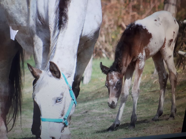 Partbred árabe Semental 5 años 152 cm Atigrado/Moteado in Sulingen