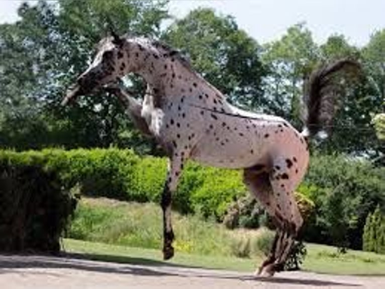 Partbred árabe Semental 5 años 152 cm Atigrado/Moteado in Sulingen