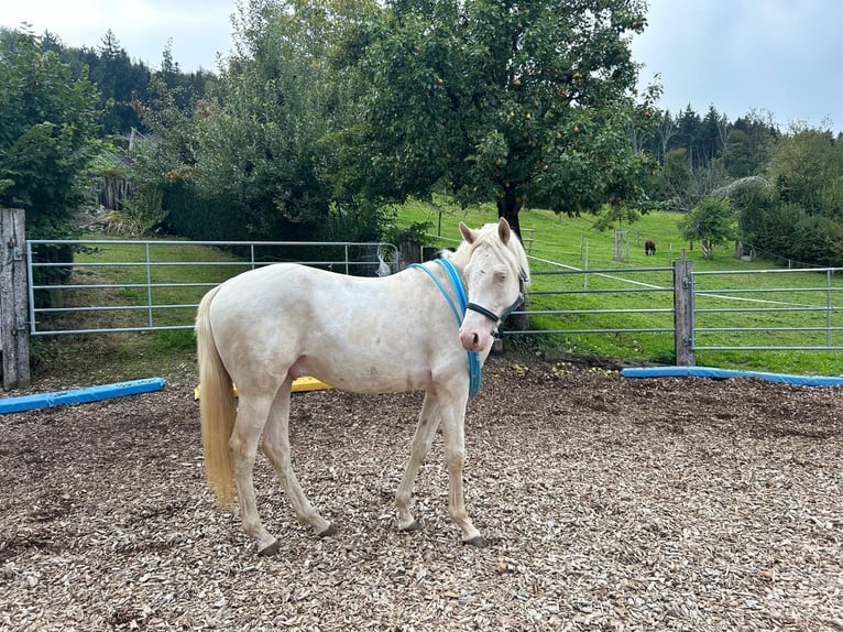 Partbred árabe Semental 5 años 156 cm Cremello in St&#xE4;fa