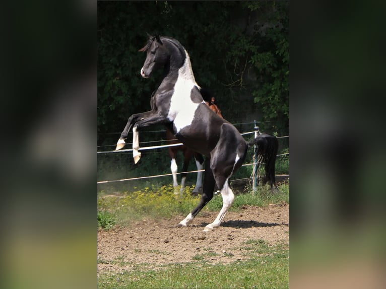 Partbred árabe Semental 6 años 152 cm Tobiano-todas las-capas in Kösching