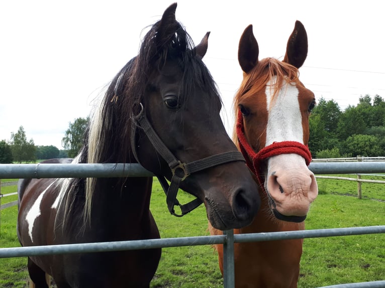 Partbred árabe Semental 6 años 153 cm Tobiano-todas las-capas in Sulingen