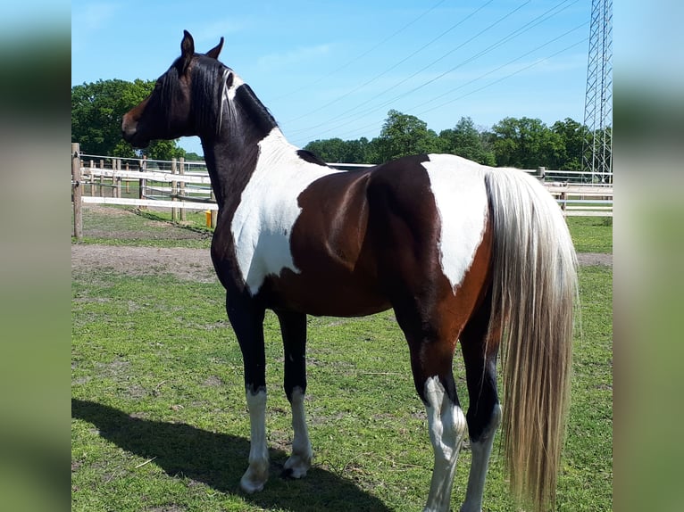 Partbred árabe Semental 6 años 153 cm Tobiano-todas las-capas in Sulingen