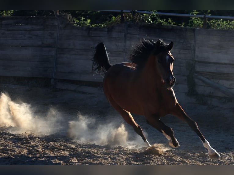 Partbred árabe Semental 6 años 157 cm Castaño in cornillon confoux