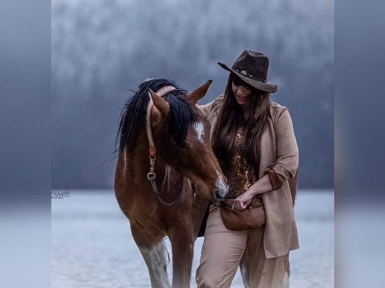 Partbred árabe Semental 9 años 156 cm Pío in Nesselwang