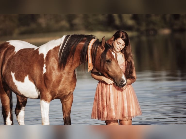 Partbred árabe Semental 9 años 156 cm Pío in Nesselwang