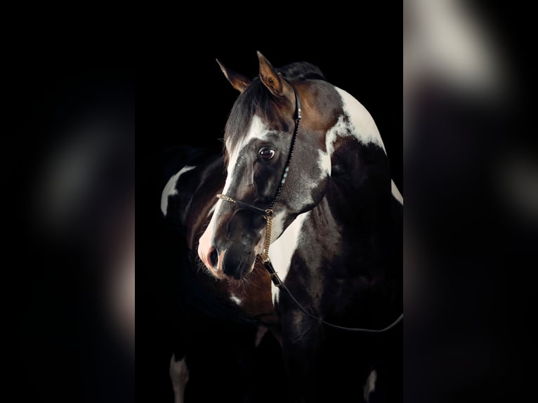 Partbred árabe Semental Overo-todas las-capas in Lüdinghausen