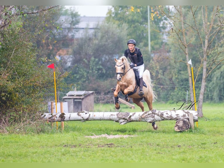 Partbred árabe Semental Palomino in Coswig