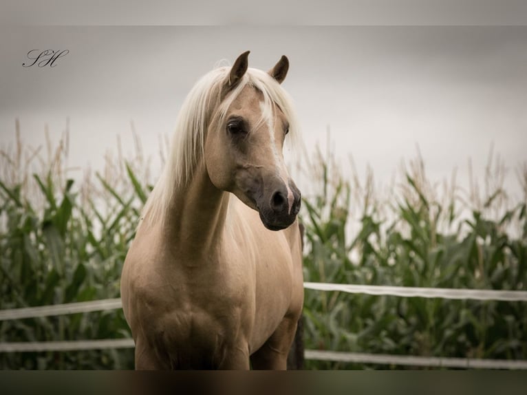 Partbred árabe Semental Palomino in Coswig