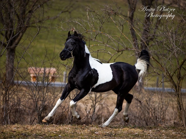 Partbred árabe Semental Pío in Rauris
