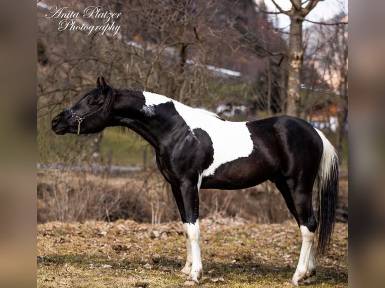Partbred árabe Semental Pío in Rauris