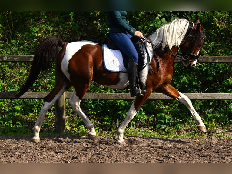 Partbred árabe Semental Pío in Nuland