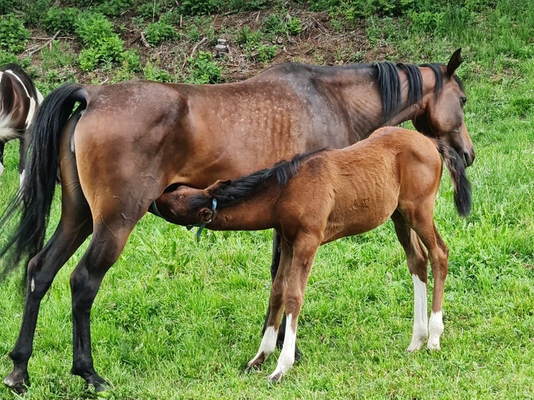 Partbred árabe Semental Potro (04/2026) 153 cm Tobiano-todas las-capas in Katsch