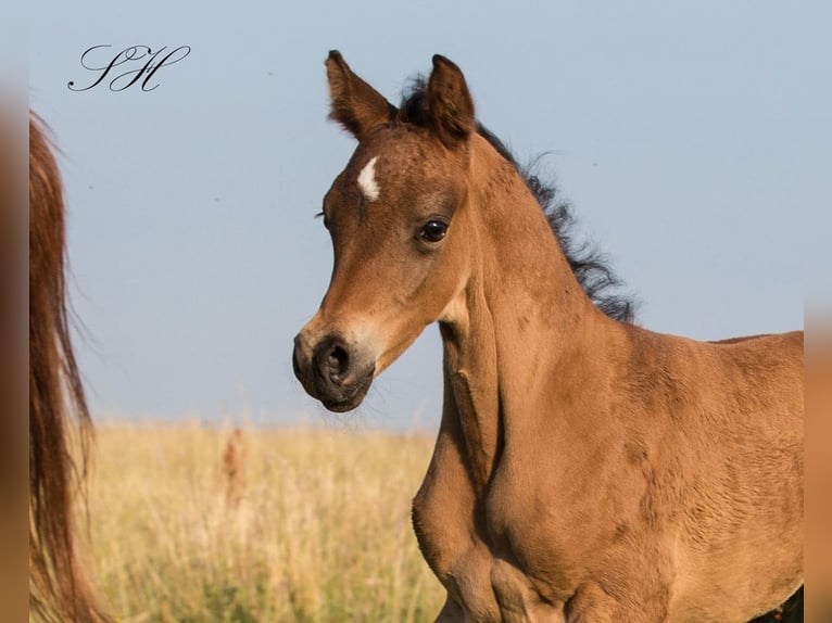 Partbred árabe Semental Potro (06/2024) 154 cm in Coswig (Anhalt)