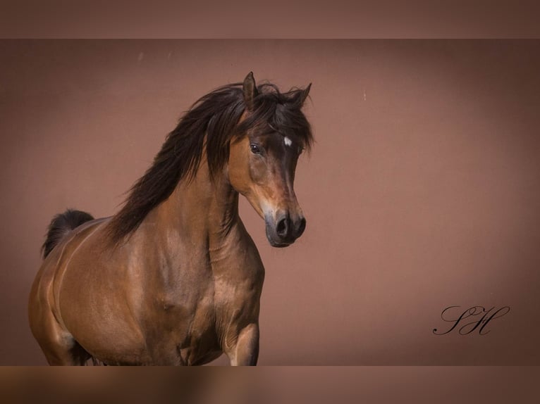 Partbred árabe Semental Potro (06/2024) 154 cm in Coswig (Anhalt)