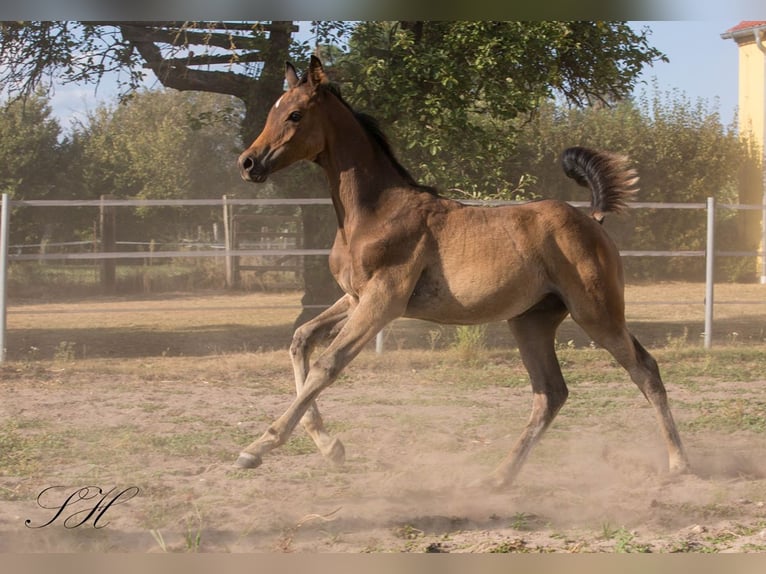 Partbred árabe Semental Potro (06/2024) 154 cm in Coswig (Anhalt)