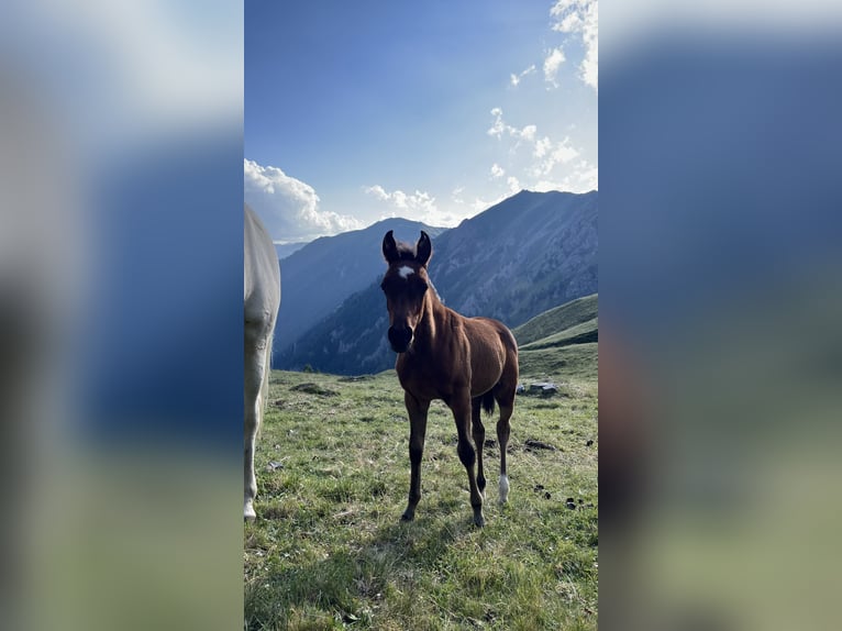 Partbred árabe Semental Potro (04/2026) 155 cm Castaño in Freienfeld