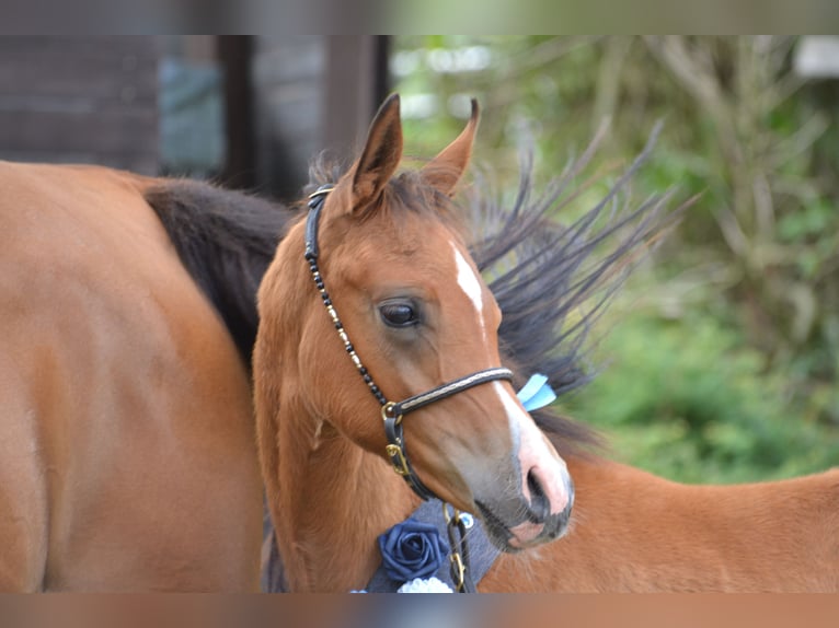 Partbred árabe Semental Potro (03/2025) 155 cm Castaño in Steinheim