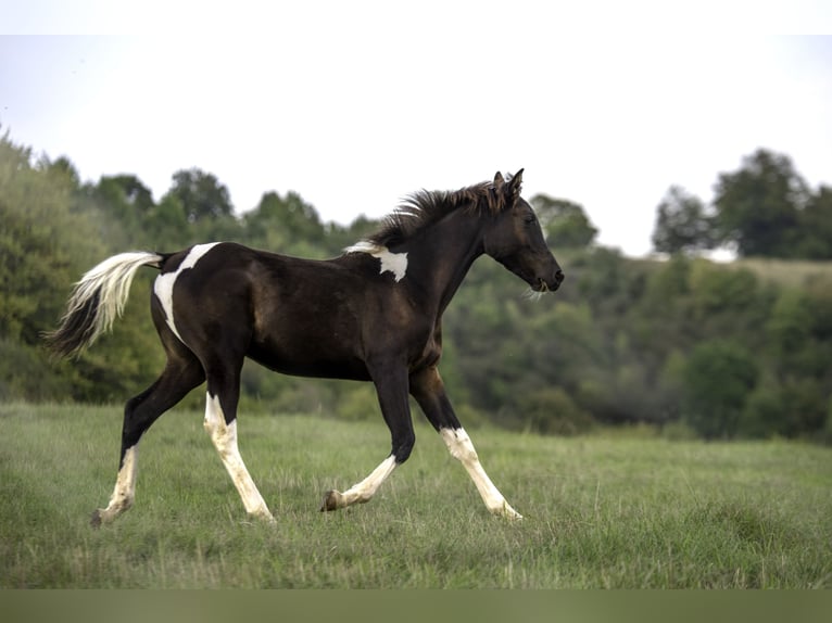 Partbred árabe Semental Potro (02/2025) 155 cm Tobiano-todas las-capas in Banská Bystrica Partbred árabe Semental Potro (02/2025) 155 cm Tobiano-todas las-capas in Banská Bystrica