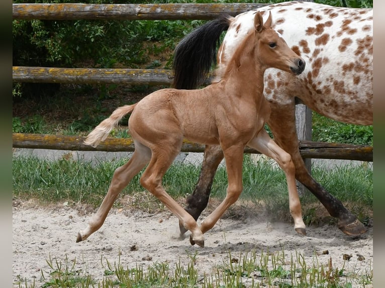 Partbred árabe Semental Potro (06/2026) 159 cm Palomino in Mörsdorf
