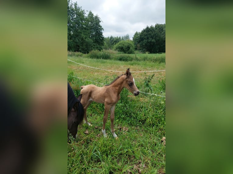 Partbred árabe Semental Potro (06/2026) Buckskin/Bayo in Sint-Niklaas
