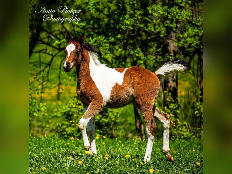 Partbred árabe Semental  Pío in Rauris