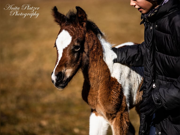 Partbred árabe Semental  Pío in Rauris