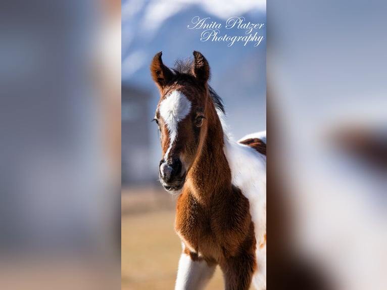 Partbred árabe Semental  Pío in Rauris