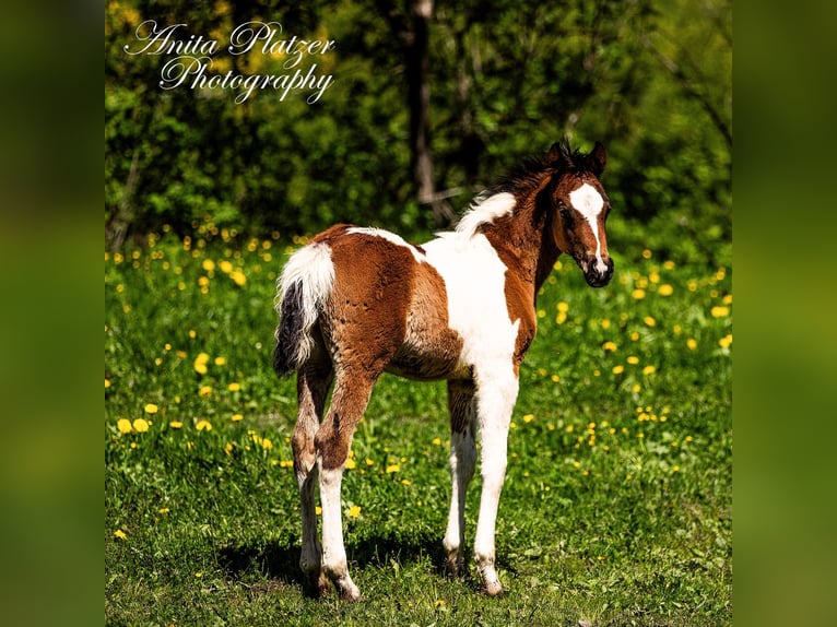 Partbred árabe Semental  Pío in Rauris
