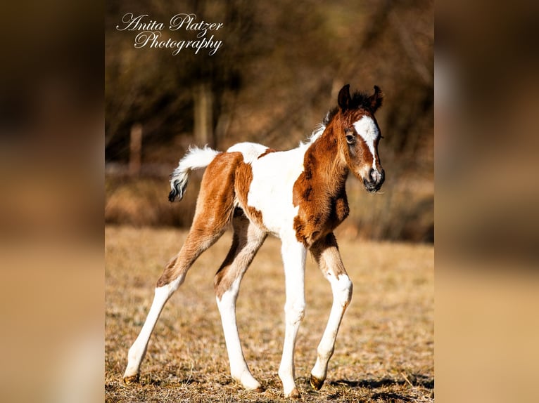 Partbred árabe Semental  Pío in Rauris