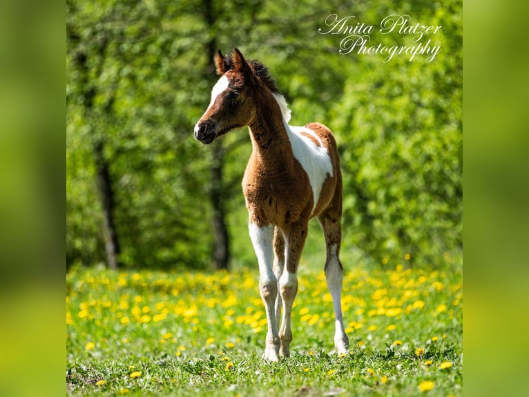 Partbred árabe Semental  Pío in Rauris